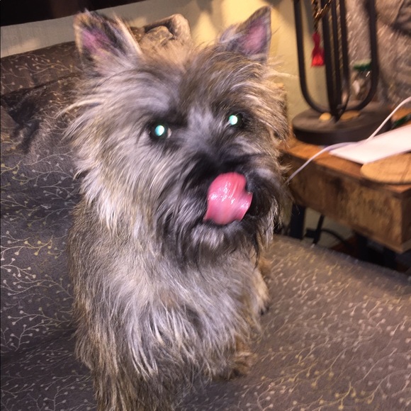 mouthydog13